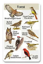 Forest SongCard.jpg